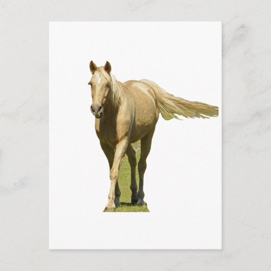 Palomino Horse Briefkaart (Voorkant)