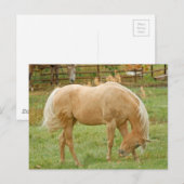 Palomino Horse Briefkaart (Voorkant / Achterkant)
