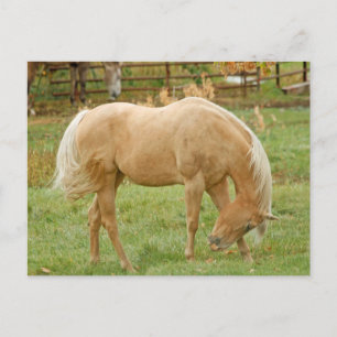 Palomino Horse Briefkaart