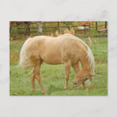 Palomino Horse Briefkaart (Voorkant)