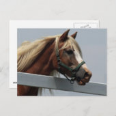 Palomino Horse Briefkaart (Voorkant / Achterkant)