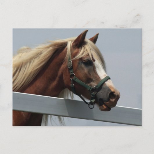 Palomino Horse Briefkaart (Voorkant)