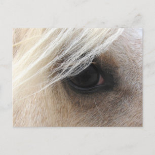 Palomino Horse Eye Briefkaart