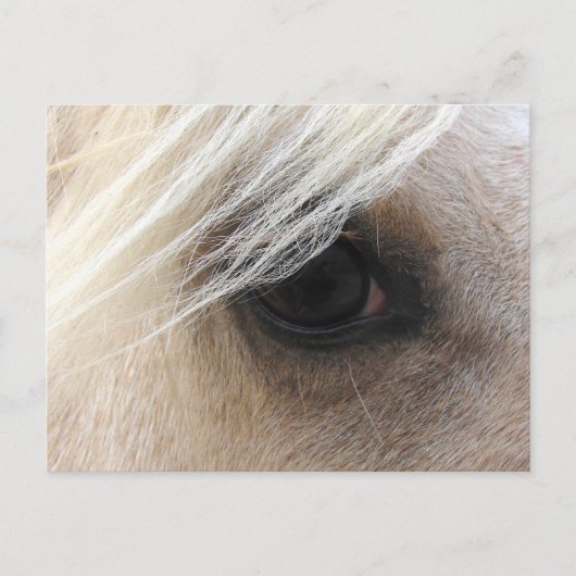 Palomino Horse Eye Briefkaart (Voorkant)