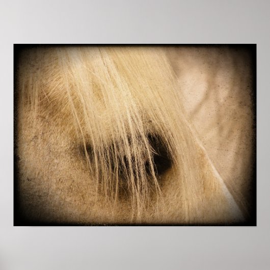 Palomino Horse Face Side Grunge Poster (Voorkant)