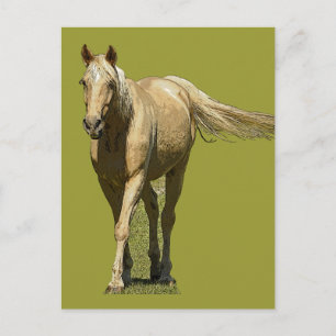 Palomino Horse Postcard Briefkaart