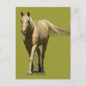 Palomino Horse Postcard Briefkaart (Voorkant)