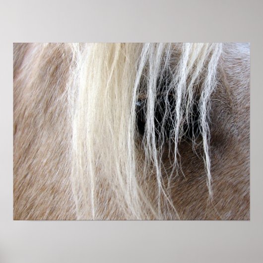 Palomino Horse Poster (Voorkant)