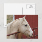 Palomino Horse Red Barn Red Gate Briefkaart (Voorkant / Achterkant)