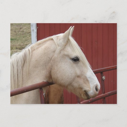 Palomino Horse Red Barn Red Gate Briefkaart (Voorkant)