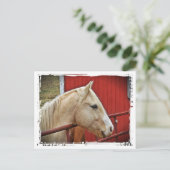 Palomino Horse Red Barn Red Gate White Border Briefkaart (Staand voorkant)