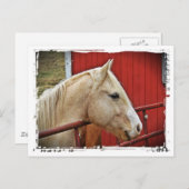 Palomino Horse Red Barn Red Gate White Border Briefkaart (Voorkant / Achterkant)