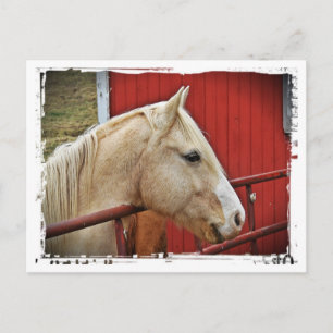 Palomino Horse Red Barn Red Gate White Border Briefkaart