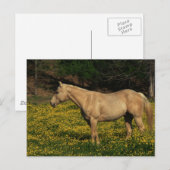 Palomino in Gele Bloemen Briefkaart (Voorkant / Achterkant)