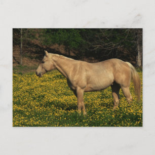 Palomino in Gele Bloemen Briefkaart