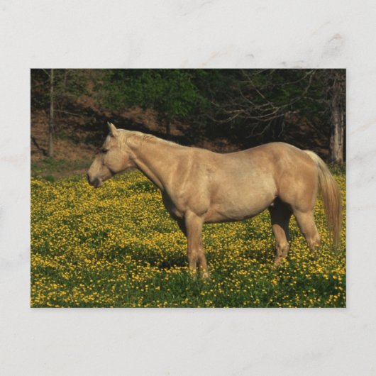 Palomino in Gele Bloemen Briefkaart (Voorkant)