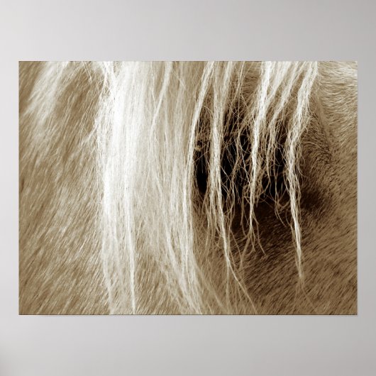 Palomino in Sepia Poster (Voorkant)
