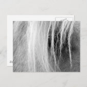 Palomino in zwart-wit briefkaart (Voorkant / Achterkant)