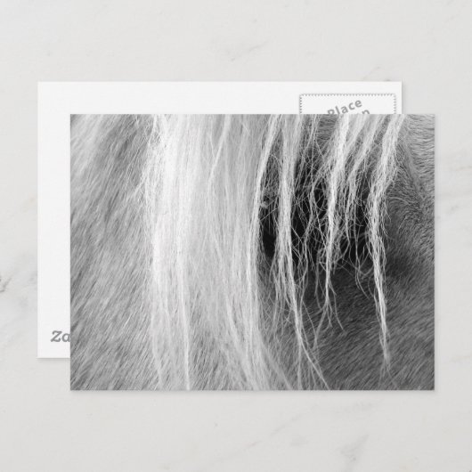 Palomino in zwart-wit briefkaart (Voorkant / Achterkant)