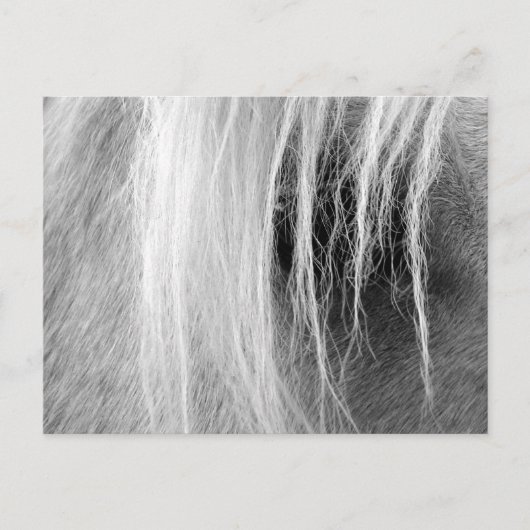 Palomino in zwart-wit briefkaart (Voorkant)