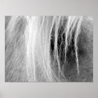 Palomino in zwart-wit