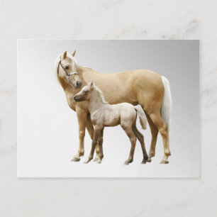 Palomino Mare en Foal Briefkaart