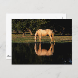 Palomino met reflectie op het meer briefkaart