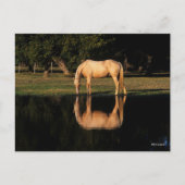 Palomino met reflectie op het meer briefkaart (Voorkant)