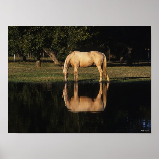 Palomino met reflectie op het meer poster (Voorkant)