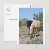 Palomino Mustang Briefkaart (Voorkant / Achterkant)