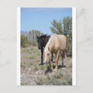 Palomino Mustang Briefkaart