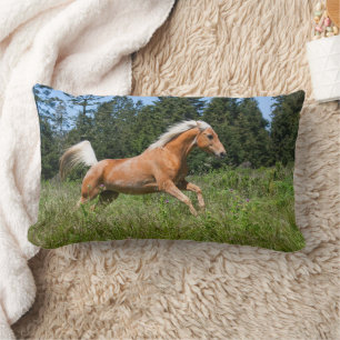 Palomino paard dat door een wei loopt kussen