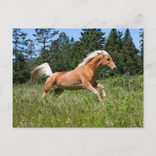 Palomino paard dat door een wei rent briefkaart