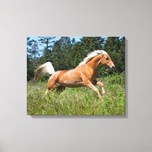 Palomino paard dat door een wei rent canvas afdruk
