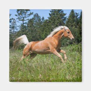 Palomino paard dat door een wei rent magneet