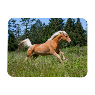 Palomino-paard dat door een wei rent magneet
