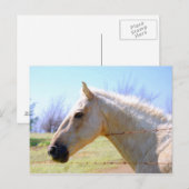 Palomino-paard op het Briefkaart Fence (Voorkant / Achterkant)