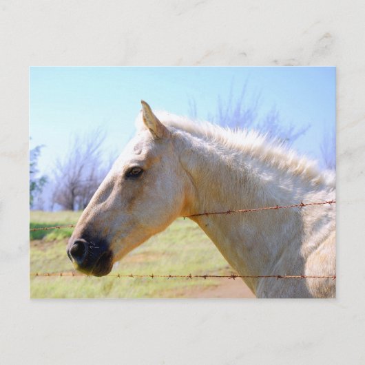 Palomino-paard op het Briefkaart Fence (Voorkant)