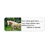 Palomino Paard retour adreslabels Etiket (Voorkant)