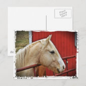 Palomino Paard Rode Schuur Briefkaart (Voorkant / Achterkant)