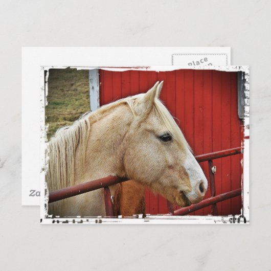 Palomino Paard Rode Schuur Briefkaart (Voorkant / Achterkant)