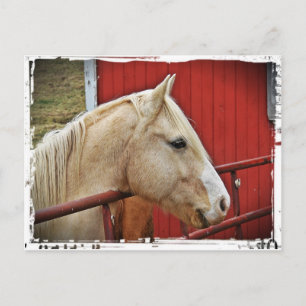 Palomino Paard Rode Schuur Briefkaart