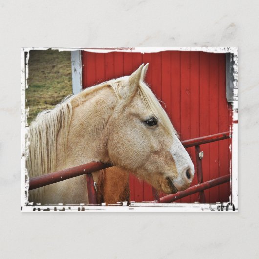 Palomino Paard Rode Schuur Briefkaart (Voorkant)