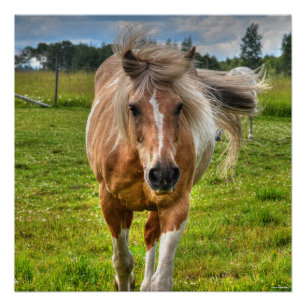 Palomino Paint Horse & Field Photo Poster