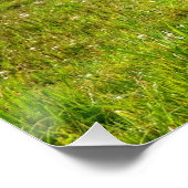 Palomino Paint Horse & Field Photo Poster (Hoek)