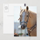 Palomino Pic Briefkaart (Voorkant / Achterkant)