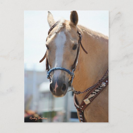 Palomino Pic Briefkaart (Voorkant)