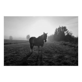 Palomino Pinto Horse at Sunrise Equine B&W Foto Poster