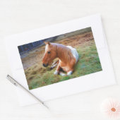 Palomino Pinto Horse Resting Artwork Rechthoekige Sticker (Envelop)