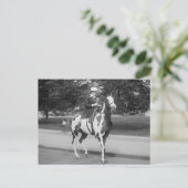 Palomino Pony, 1915 Briefkaart (Staand voorkant)